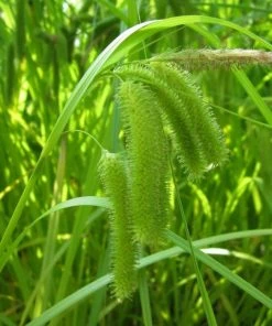 Roots Plants Pond Plants For Wildlife Collection
