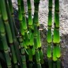 Roots Plants Rough Horsetail | Equisetum Hyemale All Pond Plants 1 Roots Plants Rough Horsetail | Equisetum Hyemale All Pond Plants