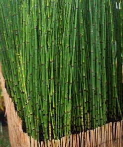 Roots Plants Rough Horsetail | Equisetum Hyemale All Pond Plants 8 Roots Plants Rough Horsetail | Equisetum Hyemale All Pond Plants