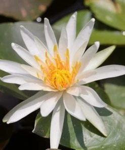 Roots Plants Water Lily 'Arc-en-Ciel' | Nymphaea | 3L Pot