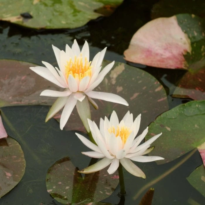 Roots Plants Water Lily 'Arc-en-Ciel' | Nymphaea | 3L Pot 4 Roots Plants Water Lily 'Arc-en-Ciel' | Nymphaea | 3L Pot