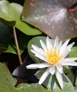 Roots Plants Water Lily 'Arc-en-Ciel' | Nymphaea | 3L Pot 8 Roots Plants Water Lily 'Arc-en-Ciel' | Nymphaea | 3L Pot