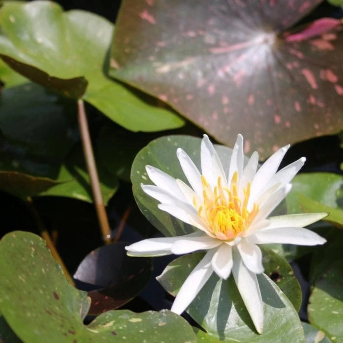 Roots Plants Water Lily 'Arc-en-Ciel' | Nymphaea | 3L Pot 5 Roots Plants Water Lily 'Arc-en-Ciel' | Nymphaea | 3L Pot