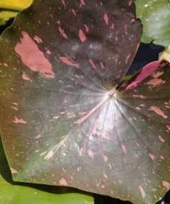 Roots Plants Water Lily 'Arc-en-Ciel' | Nymphaea | 3L Pot 9 Roots Plants Water Lily 'Arc-en-Ciel' | Nymphaea | 3L Pot