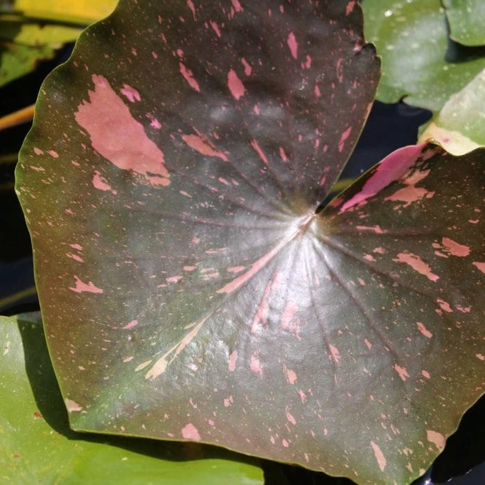 Roots Plants Water Lily 'Arc-en-Ciel' | Nymphaea | 3L Pot 6 Roots Plants Water Lily 'Arc-en-Ciel' | Nymphaea | 3L Pot