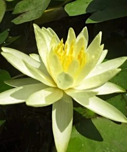 Roots Plants Water Lily 'Colonel A J Welch' | Nymphaea | 3L Pot