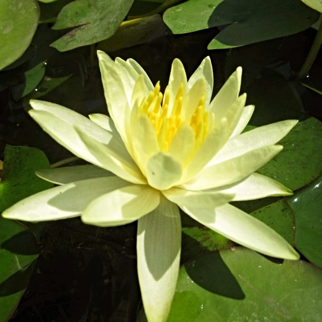 Roots Plants Water Lily 'Colonel A J Welch' | Nymphaea | 3L Pot 4 Roots Plants Water Lily 'Colonel A J Welch' | Nymphaea | 3L Pot