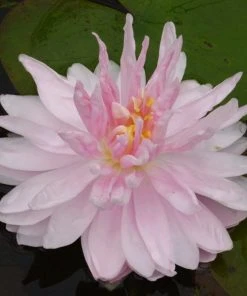 Roots Plants Water Lily 'Gloire Du Temple Sur Lot' | Nymphaea | 3L Pot