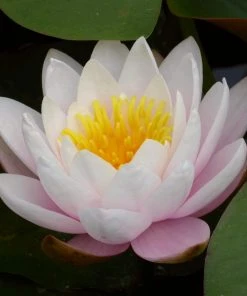 Roots Plants Large Water Lily | Nymphaea Marliacea 'Rosea' | 3L Pot