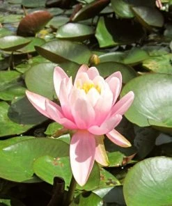 Roots Plants Fragrant Water Lily | Nymphaea Odorata 'Firecrest' | 3L Pot