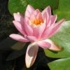 Roots Plants Fragrant Water Lily | Nymphaea Odorata 'Firecrest' | 3L Pot