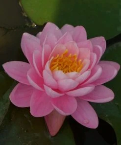 Roots Plants Fragrant Water Lily 'Pink Peony' | Nymphaea | 3L Pot