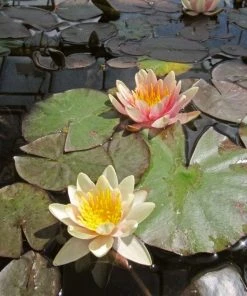 Roots Plants Fragrant Water Lily 'Sioux' | Nymphaea | 3L Pot