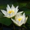 Roots Plants Dwarf Water Lily 'Snow Princess' | Nymphaea | 2L Pot