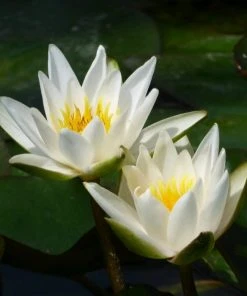 Roots Plants Dwarf Water Lily 'Snow Princess' | Nymphaea | 2L Pot
