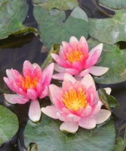 Roots Plants Dwarf Water Lily 'Solfatare' | Nymphaea | 3L Pot