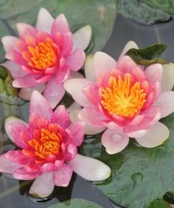 Roots Plants Dwarf Water Lily 'Solfatare' | Nymphaea | 3L Pot