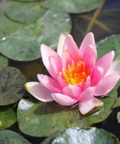 Roots Plants Dwarf Water Lily 'Solfatare' | Nymphaea | 3L Pot