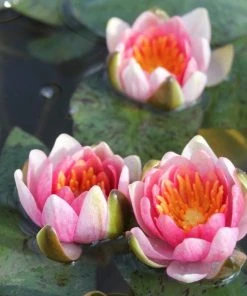 Roots Plants Dwarf Water Lily 'Solfatare' | Nymphaea | 3L Pot