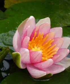 Roots Plants Dwarf Water Lily 'Solfatare' | Nymphaea | 3L Pot