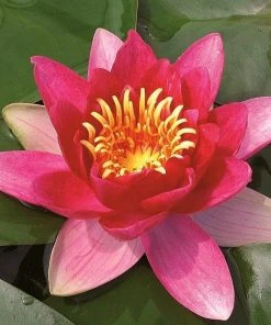 Roots Plants Water Lily 'Vesuve' | Nymphaea | 3L Pot