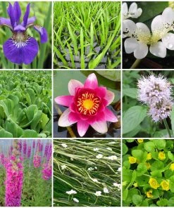 Roots Plants All Pond Plants Best Pond Plants For Any Size Pond | All In One | Oxygenating & Wildlife | Flowers & Structure