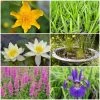 Roots Plants All Pond Plants Pond In A Pot Planting Kit | Oxygenating & Wildlife | Flowers & Structure