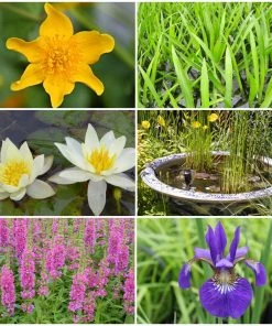 Roots Plants All Pond Plants Pond In A Pot Planting Kit | Oxygenating & Wildlife | Flowers & Structure