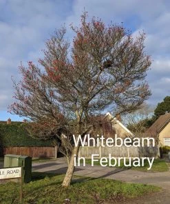 Roots Plants Whitebeam Tree | Sorbus Aria 'Lutescens' Trees & Shrubs