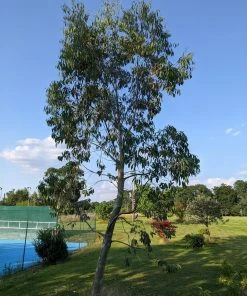 Roots Plants Snow Gum Tree | Eucalyptus Pauciflora 'Niphophila' Trees & Shrubs