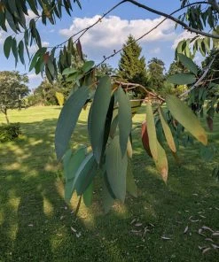 Roots Plants Snow Gum Tree | Eucalyptus Pauciflora 'Niphophila' Trees & Shrubs