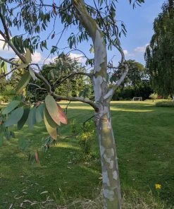 Roots Plants Snow Gum Tree | Eucalyptus Pauciflora 'Niphophila' Trees & Shrubs