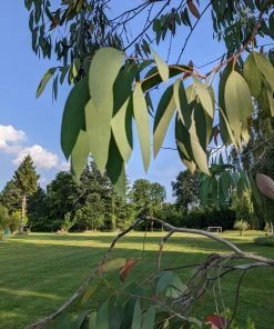 Roots Plants Snow Gum Tree | Eucalyptus Pauciflora 'Niphophila' Trees & Shrubs