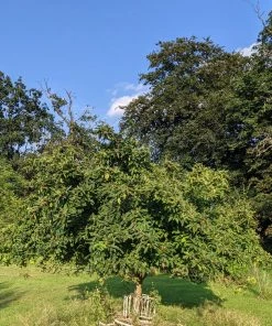 Roots Plants Fruits Nottingham Medlar Tree