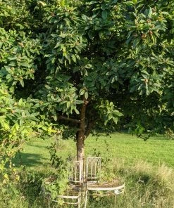 Roots Plants Fruits Nottingham Medlar Tree