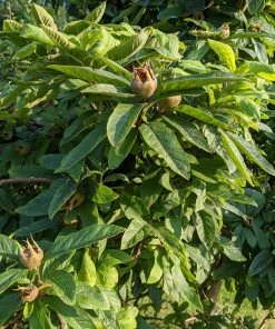 Roots Plants Fruits Nottingham Medlar Tree