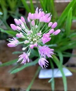 Roots Plants Allium Millenium' 3L Pot 13 Roots Plants Allium Millenium' 3L Pot