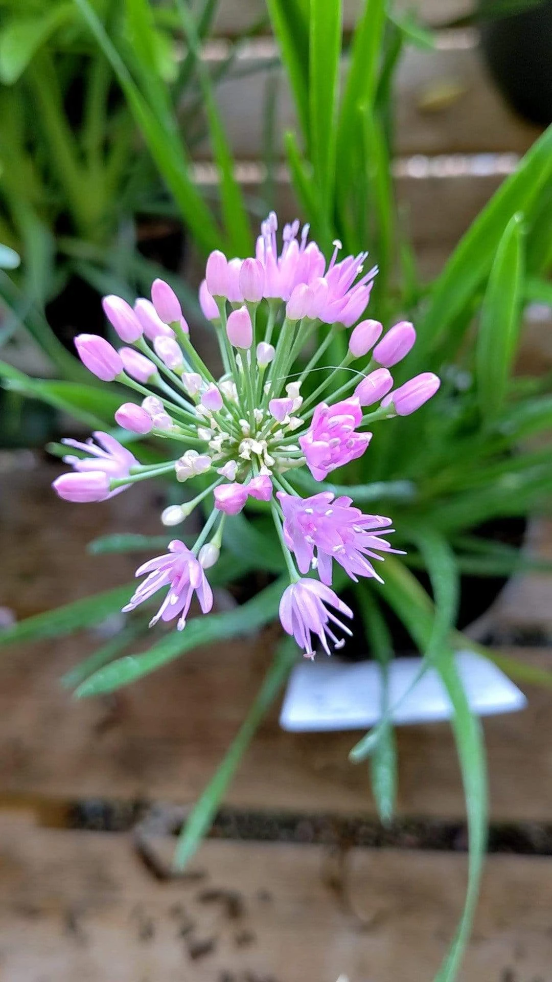 Roots Plants Allium Millenium' 3L Pot 8 Roots Plants Allium Millenium' 3L Pot