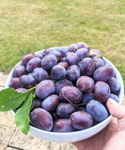 Roots Plants Fruits Victoria Plum Tree