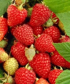 Roots Plants Paris' Raspberry Bush