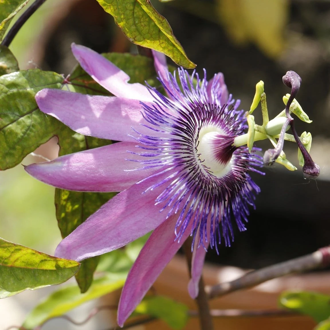 Roots Plants Other Climbing Plants Passiflora Amethyst Lavender Lady 3L 3 Roots Plants Other Climbing Plants Passiflora Amethyst Lavender Lady 3L