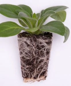 Roots Plants Calibrachoa Can-Can 'Blueberry Punch' Jumbo Plug Plants Calibrachoas 13 Roots Plants Calibrachoa Can-Can 'Blueberry Punch' Jumbo Plug Plants Calibrachoas