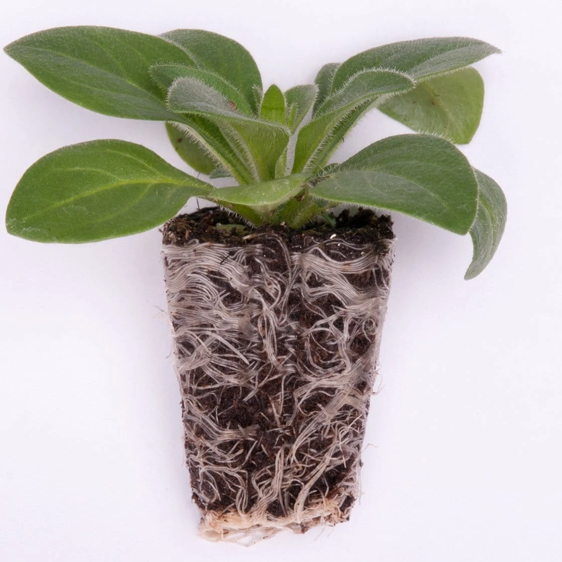 Roots Plants Wild Berries' Jumbo Trixi Plug Plants Petunias 6 Roots Plants Wild Berries' Jumbo Trixi Plug Plants Petunias