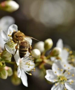 Roots Plants Fruits Shropshire Prune Damson Tree 8 Roots Plants Fruits Shropshire Prune Damson Tree