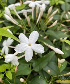 Roots Plants Jasmine 'Polyanthum' | Jasmine | On A 90cm Cane In A 3L Pot