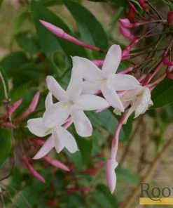 Roots Plants Jasmine 'Polyanthum' | Jasmine | On A 90cm Cane In A 3L Pot