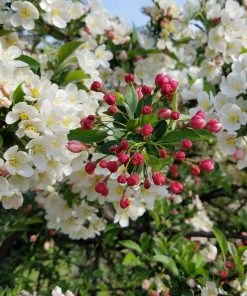 Roots Plants Trees & Shrubs Professor Sprenger' Crabapple Tree
