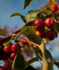 Roots Plants Trees & Shrubs Professor Sprenger' Crabapple Tree