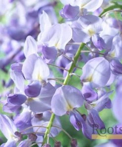 Roots Plants Wisteria Sinensis 'Prolific' | On A 90cm Cane In A 3L Pot