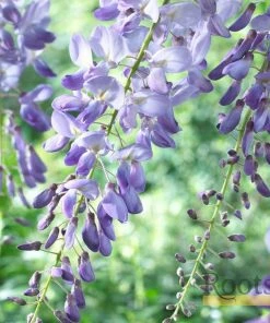 Roots Plants Wisteria Sinensis 'Prolific' | On A 90cm Cane In A 3L Pot